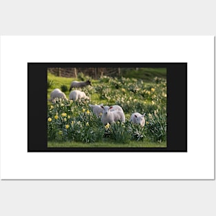 Spring Lambs #1 Posters and Art